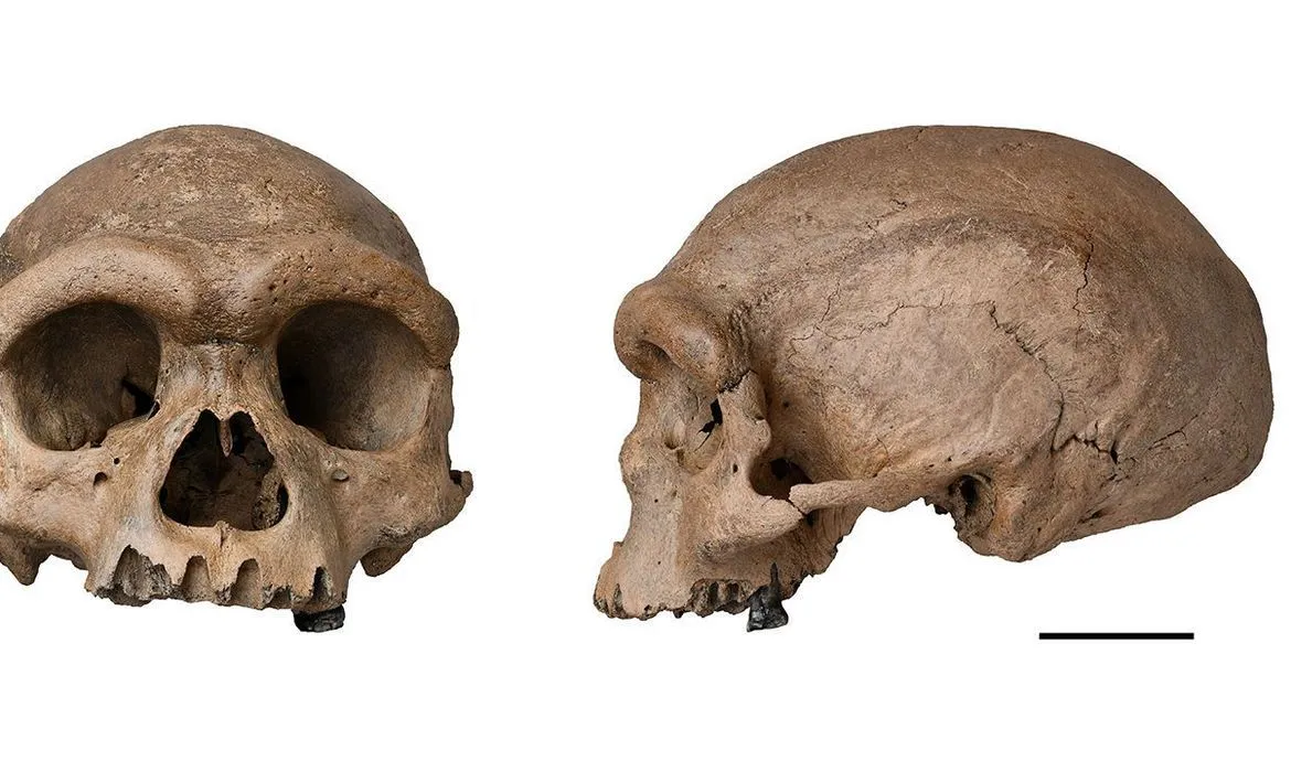 Imagem ilustrativa da imagem Fóssil de espécie mais próxima ao Homo sapiens é descoberto na China
