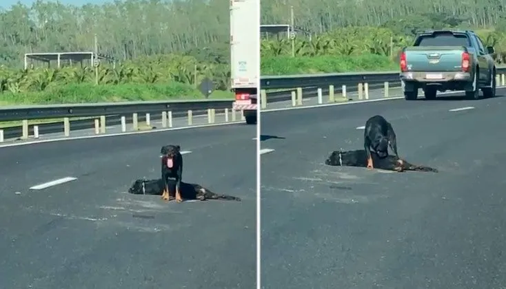 Imagem ilustrativa da imagem Cadela deixa de comer após perder filhote atropelado na BR-101
