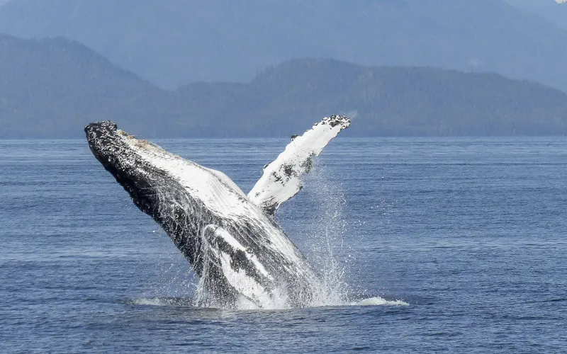 Imagem ilustrativa da imagem Homem sobrevive após ser engolido por baleia nos EUA