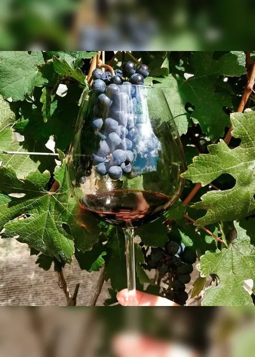 
          Imagem ilustrativa da imagem Vinhos feitos no Espírito Santo valem até R$ 120
          