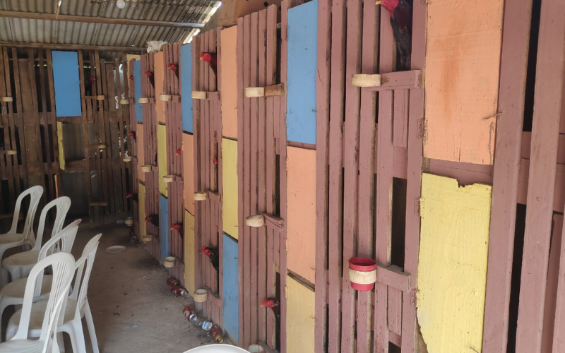 Ao apurar aglomeração, polícia descobre rinha de galo com 51 animais (Foto: Polícia Militar)