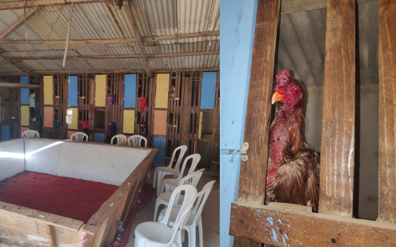 Ao apurar aglomeração, polícia descobre rinha de galo com 51 animais (Foto: Polícia Militar)