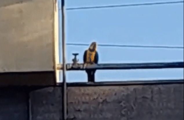 A arara ao lado do registro que foi fechado (Foto: Reprodução de vídeo)