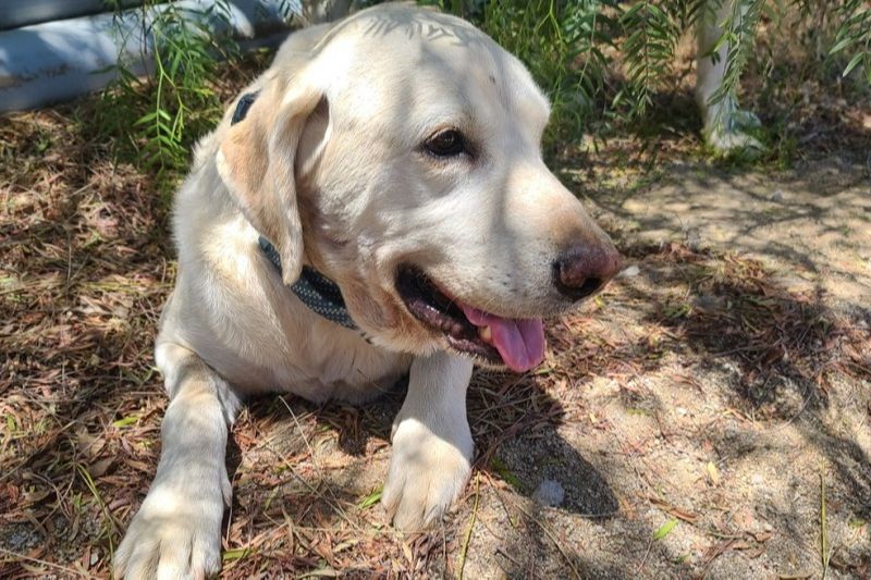 Cachorro leva picadas de cascavel ao defender dono (Foto: Reprodução/GoFundMe/Alex Loredo)