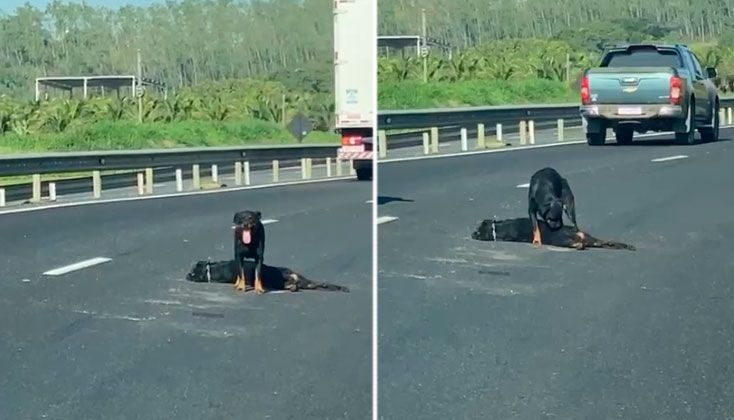 Cadela tentou proteger filhote (Foto: Reprodução de vídeo)