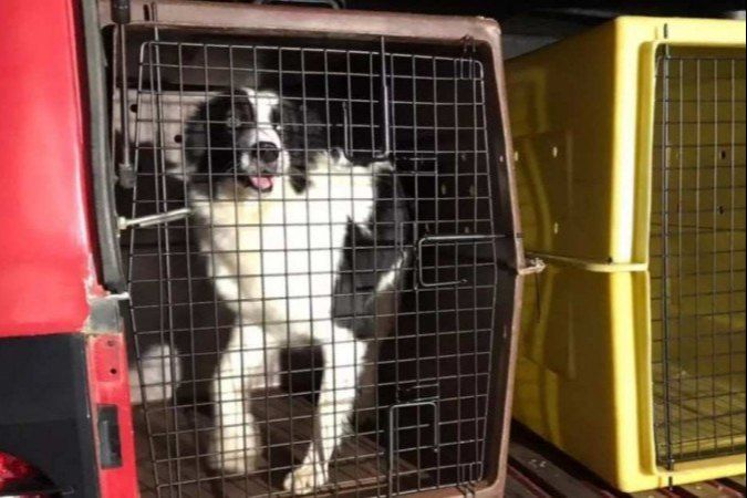 Cristal é da raça border collie e tem 6 anos. Ela fareja pessoas pelo ar (Foto: Divulgação)