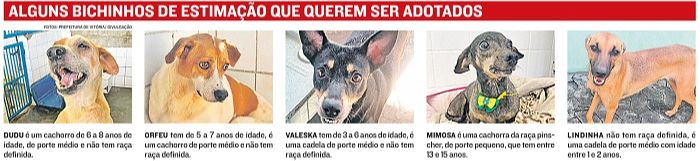 Alguns dos animais para adoção (Foto: Reprodução jornal A Tribuna)