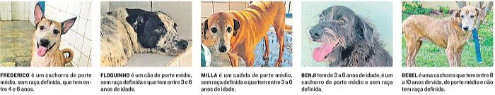 Alguns dos cães para adoção (Foto: Reprodução jornal A Tribuna )