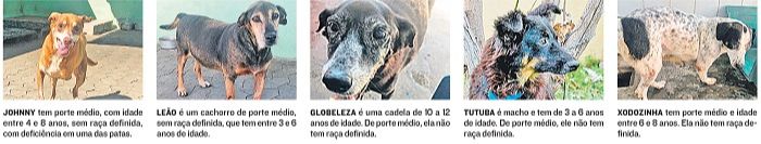 Alguns dos cães para adoção (Foto: Reprodução jornal A Tribuna)