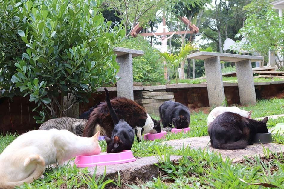 Gatos recebem cuidados, mas estão expostos a perigos em área aberta. (Foto: Alessandra de Paula)