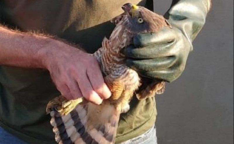 O animal estava com um ferimento na asa, ele foi encaminhado para o Centro de Triagem de Animais Silvestres, onde será tratado (Foto: Divulgação/Semma-PMS)