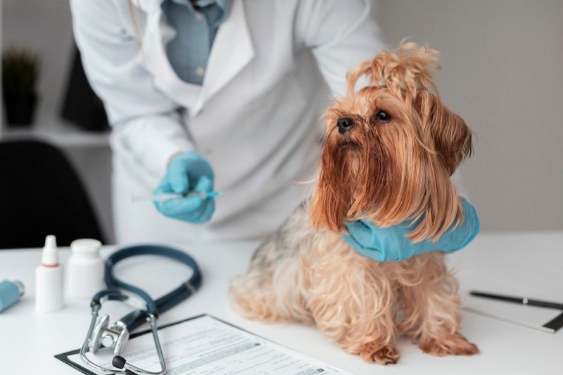 Há vagas para profissionais com formação em Medicina Veterinária (Foto: Freepik)