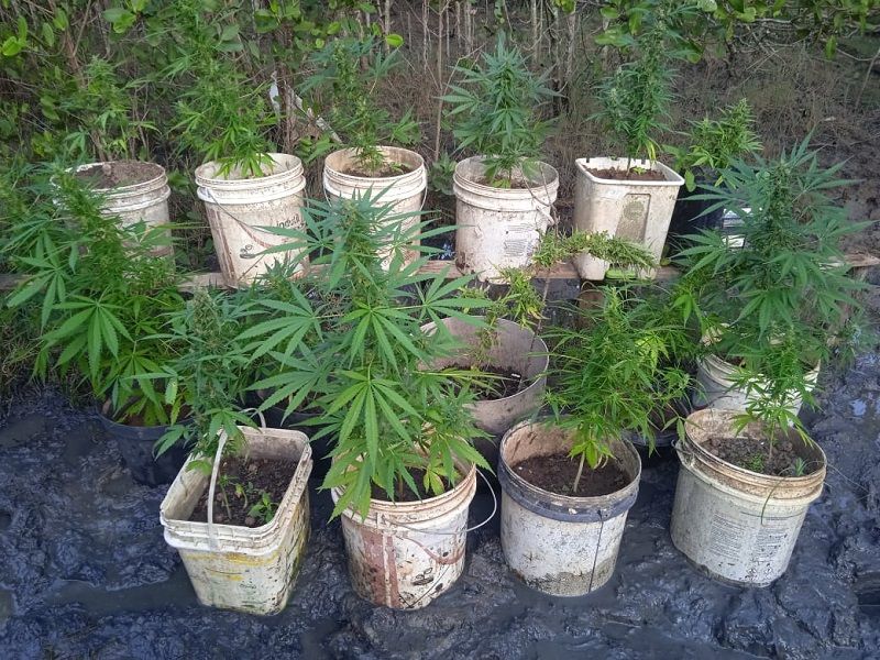 A Polícia Militar apreendeu 17 pés de maconha no final da tarde desta terça-feira (22), no bairro Jardim Carapina, na Serra (Foto: Divulgação/ PMES)