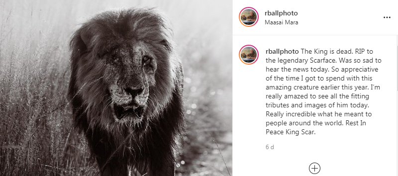 O fotógrafo Randall Ball prestou homenagem ao leão em sua rede social (Foto: Reprodução/Instagram)