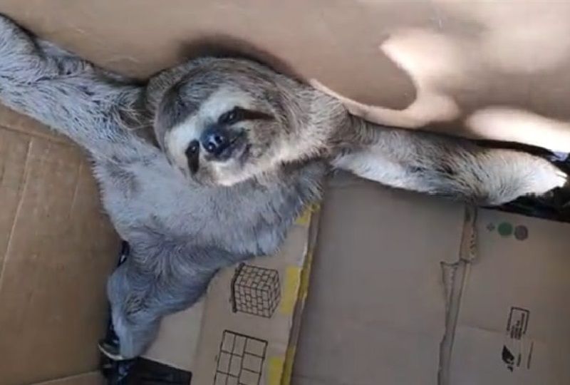 O Departamento de Fiscalização Ambiental de Linhares resgatou 80 animais silvestres desde o começo deste ano (Foto: Divulgação/ Prefeitura de Linhares)