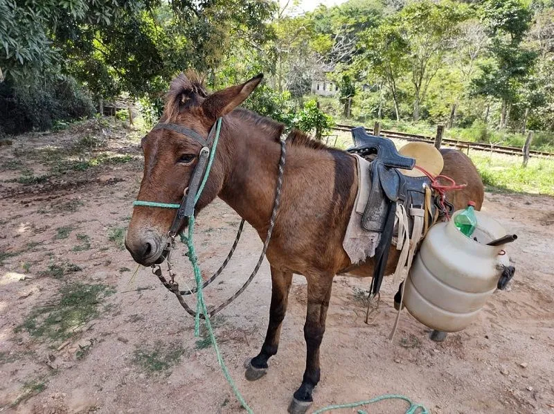 Imagem ilustrativa da imagem Burro usado para carregar pregos roubados de trilho de trem no Estado