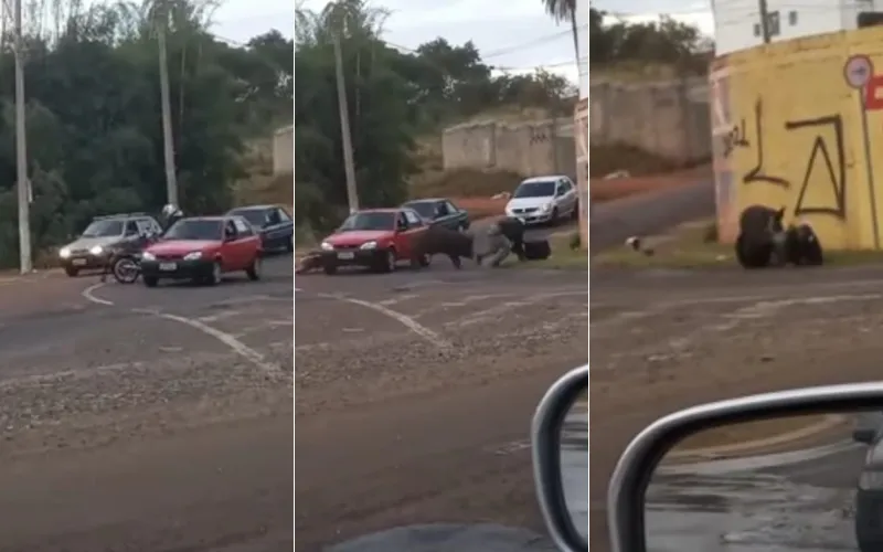 Imagem ilustrativa da imagem VÍDEO | Porco ataca e morde motoqueiro no meio da rua