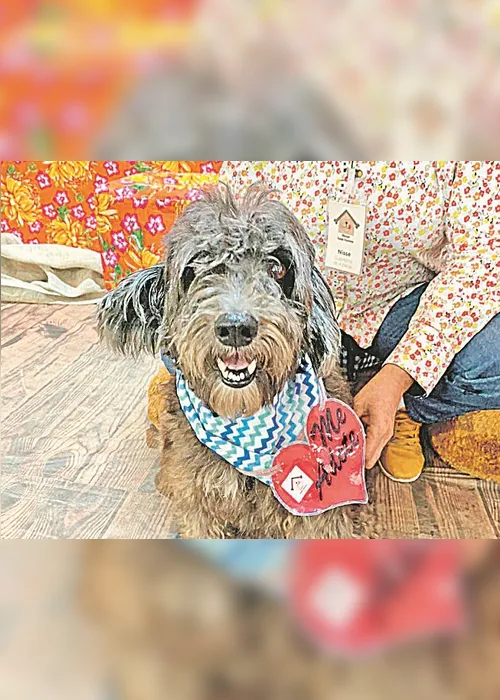 Imagem ilustrativa da imagem Vantagens de adotar um cão adulto