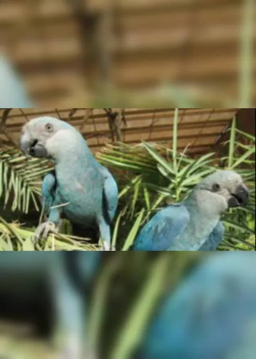 Imagem ilustrativa da imagem Filhotes de ararinhas-azuis nascem no Brasil após 20 anos de extinção