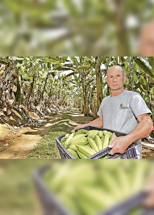 Imagem ilustrativa da imagem Fazenda sem agrotóxico é a maior do Estado