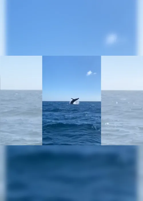 Imagem ilustrativa da imagem VÍDEO | Mamãe baleia jubarte ensina filhote a saltar e encanta turistas no Estado