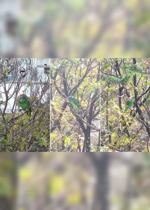 Imagem ilustrativa da imagem Papagaio grita "socorro" em árvore e mobiliza Bombeiros em Jardim da Penha