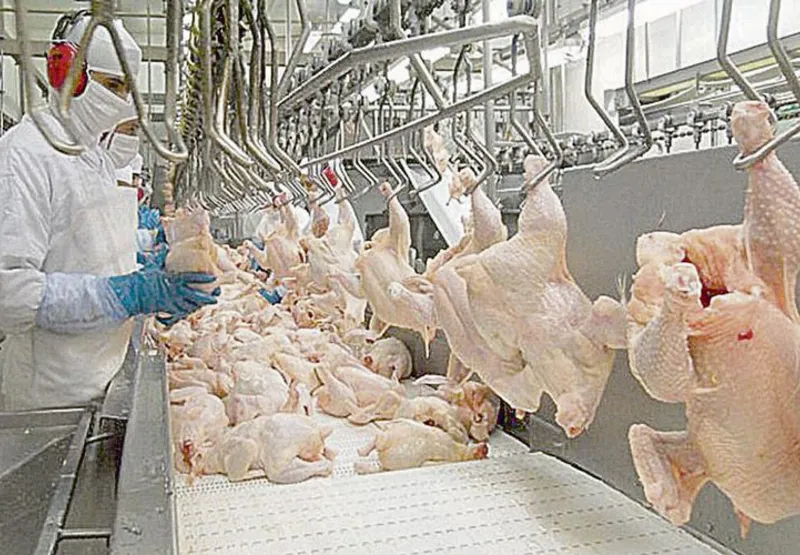 Abatedouro de aves: carne de frango também registra alta no preço
