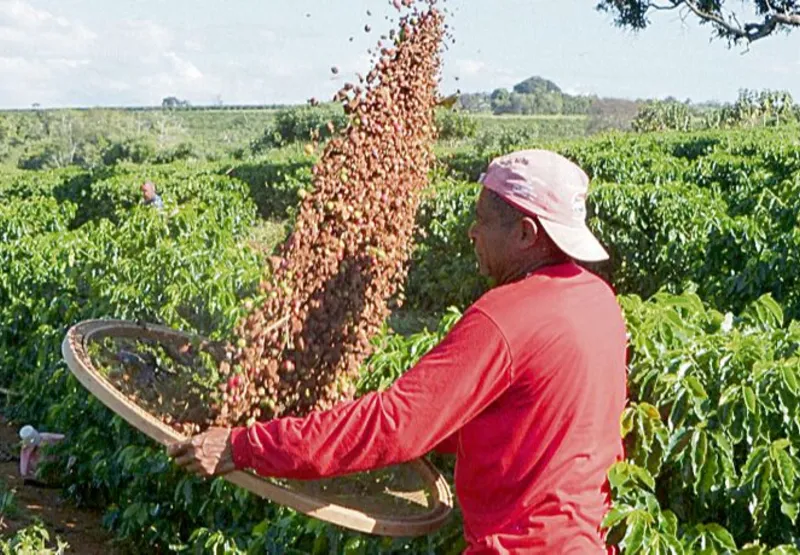 Colheita do café: benefício para indústrias do campo, cooperativas, agricultores familiares e outros produtores
