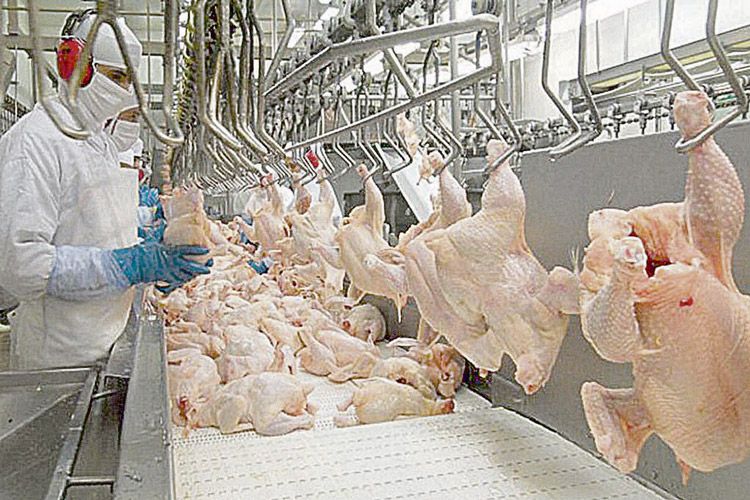 Abatedouro de aves: carne de frango também registra alta no preço (Foto: Divulgação)