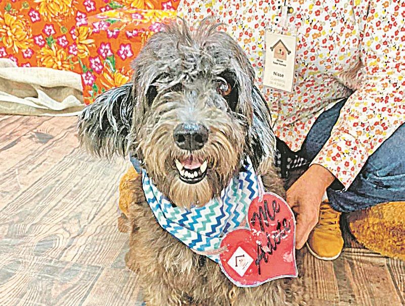 Nick, de 4 anos, está no abrigo Vira Lata Vira Luxo em busca de um lar. (Foto: Divulgação)