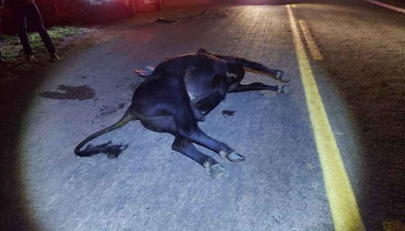 Animal morreu na hora (Foto: Divulgação)