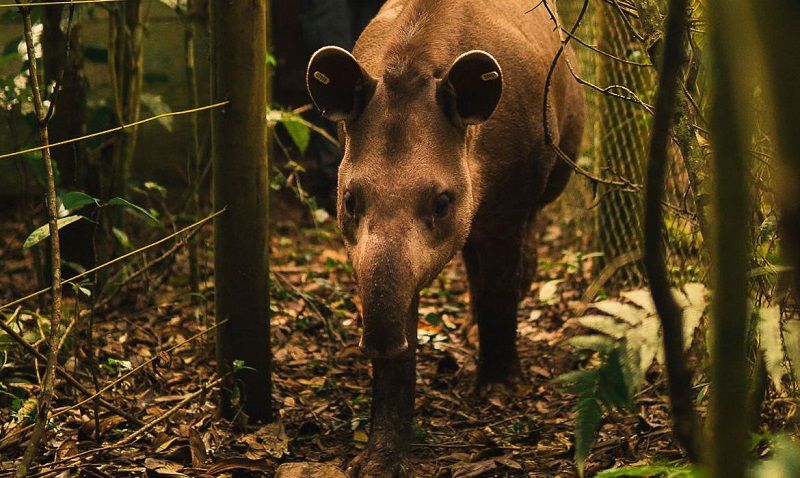 A anta Jasmim nasceu em cativeiro e hoje vive livre na floresta. (Foto: João Pedro Stutz/Projeto Guapiaçu)