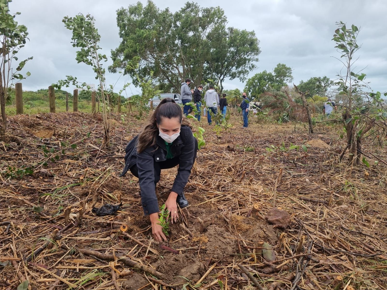 Após envenenar árvores em praia, mudas plantadas são atacadas (Foto: Divulgação)