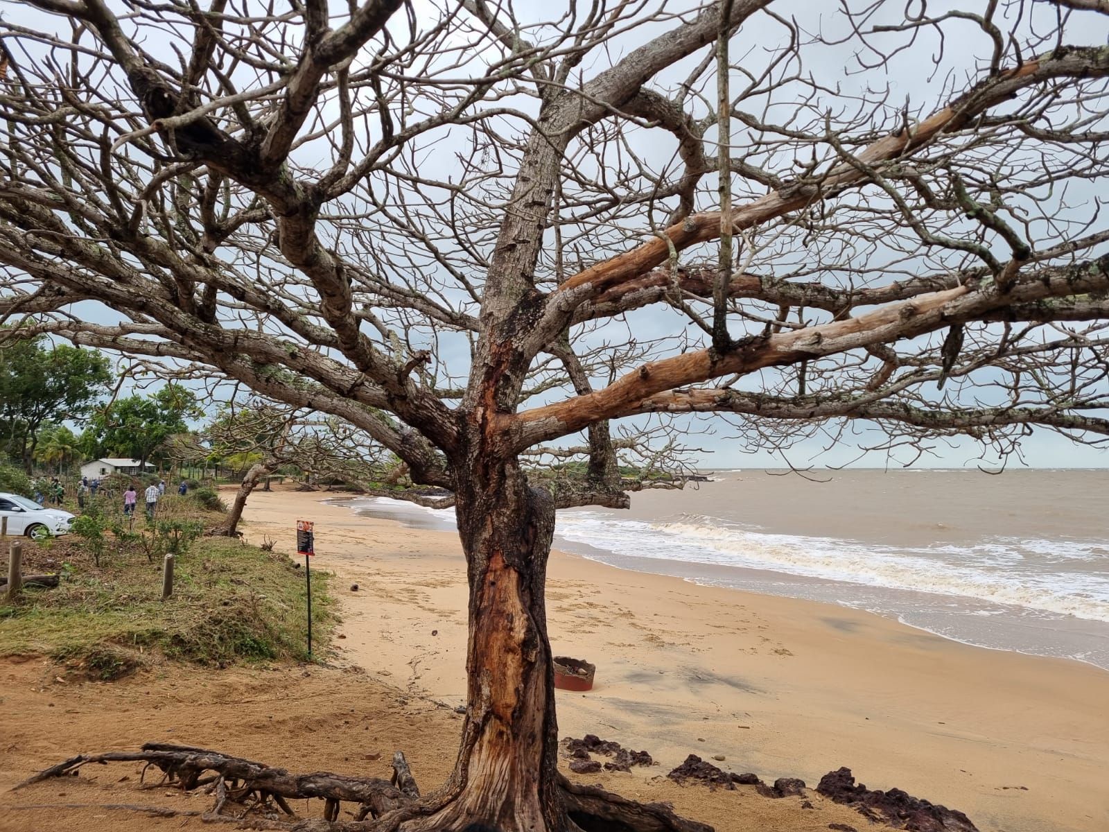 Após envenenar árvores em praia, mudas plantadas são atacadas (Foto: Divulgação)