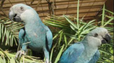A ararinha-azul está extinta em seu habitat natural (Foto: ICMBio)
