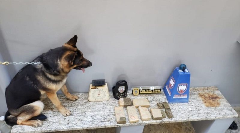 O cão farejador encontrou 2 kg de drogas enterradas em quintal durante operação (Foto: Divulgação/ PCES)