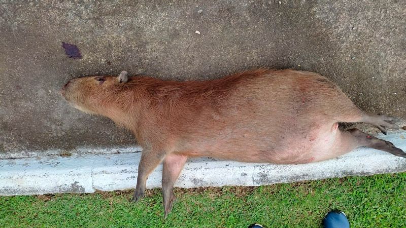 Capivara foi encontrada na manhã desta sexta (Foto: Divulgação / GMV)