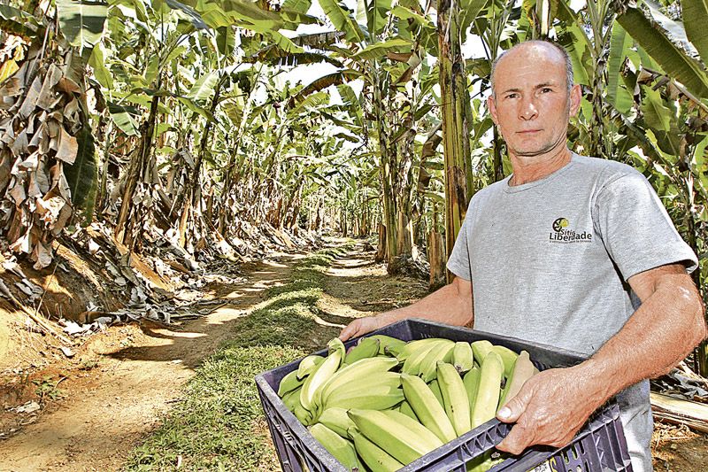Cimar da Silva na área plantada e com a fruta pronta para a venda: só de banana prata orgânica, cada hectare produz 15 toneladas por ano (Foto: Kadidja Fernandes / AT)