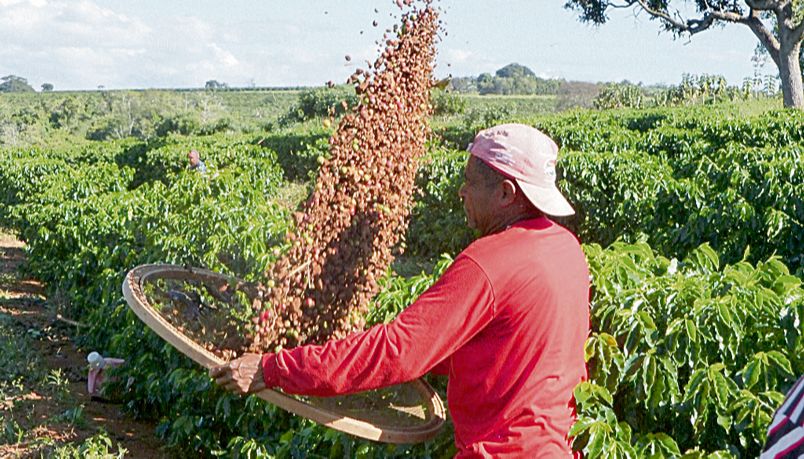 Colheita do café: benefício para indústrias do campo, cooperativas, agricultores familiares e outros produtores (Foto: Arquivo / A Tribuna)