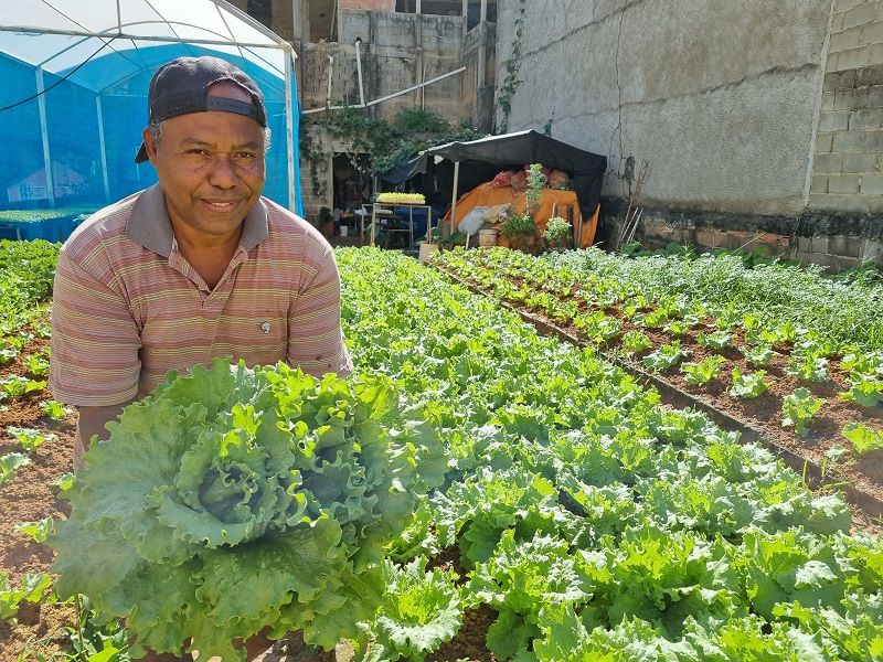 Roberto investiu na plantação de alface orgânica, em Alfredo Chaves (Foto: Roberta Bourguignon)