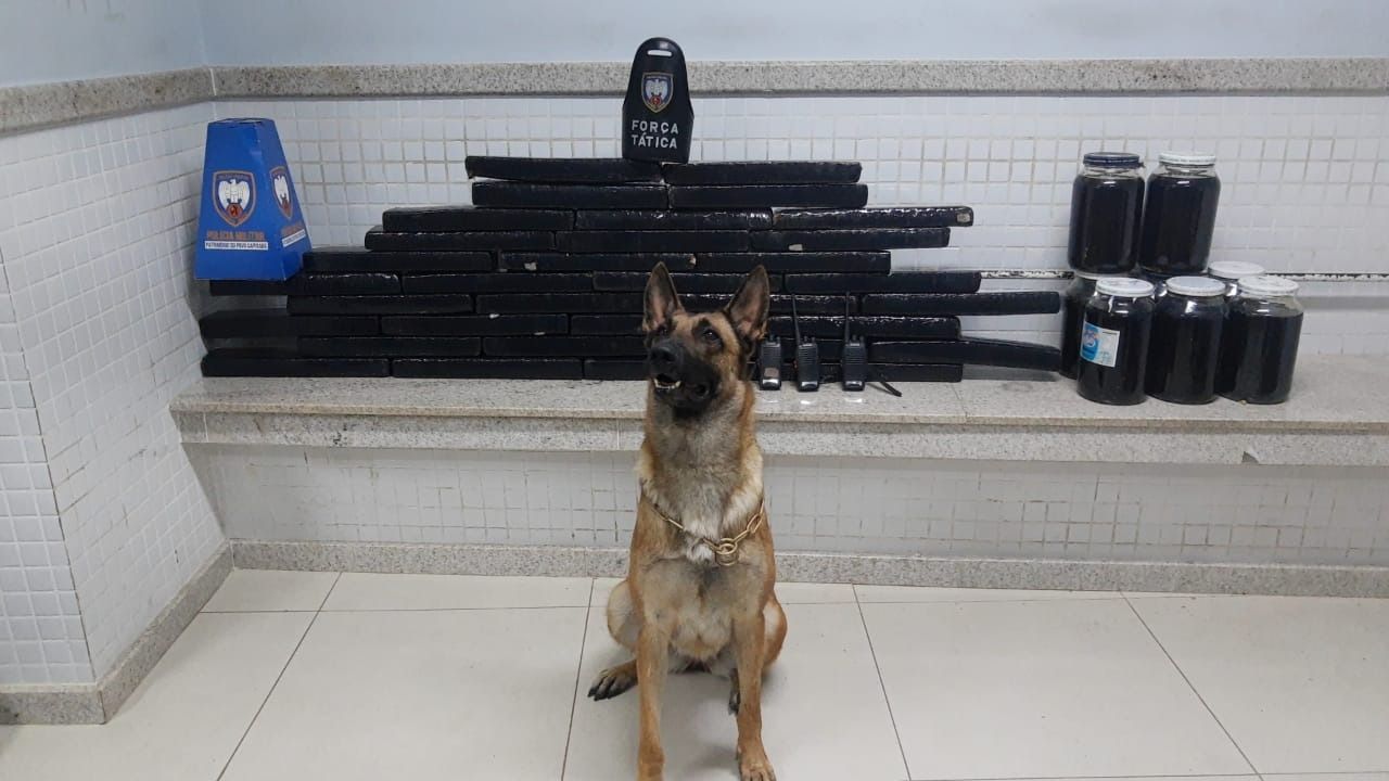Força Tática do 7º Batalhão, K9 da Unidade - cadela Bella (Foto: Polícia Militar/Divulgação)