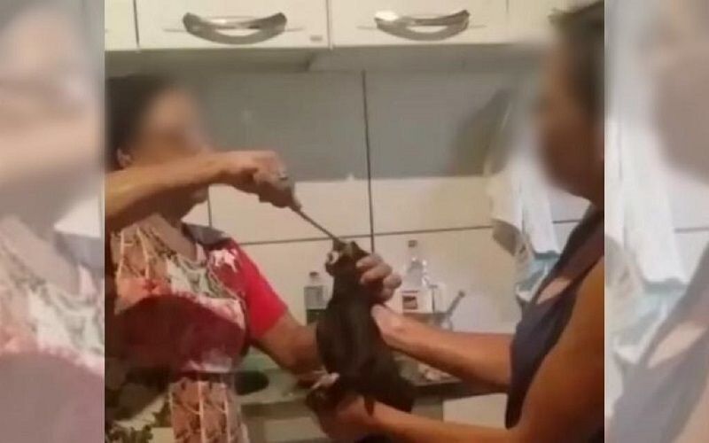 Um vídeo que circula nas redes sociais mostra duas mulheres obrigando o gato a comer carne apimentada e passando pimenta nos olhos do animal (Foto: Reprodução)