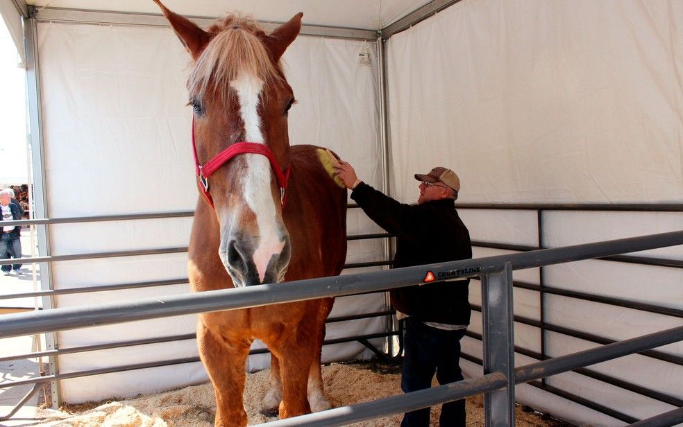 Jerry Gilbert escova Big Jake em Madison, Wisconsin, em foto de 11 de abril de 2014 (Foto: AP Photo/Carrie Antlfinger)