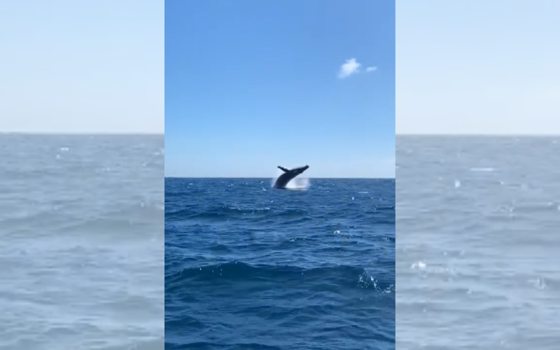 Mamãe baleia jubarte ensina filhote a saltar e encanta turistas no Estado (Foto: Reprodução/Amigos da Baleia)