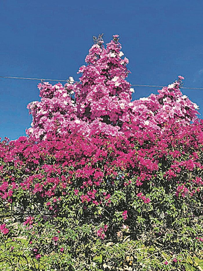 Manacá (Foto: Ademir Dadalto)