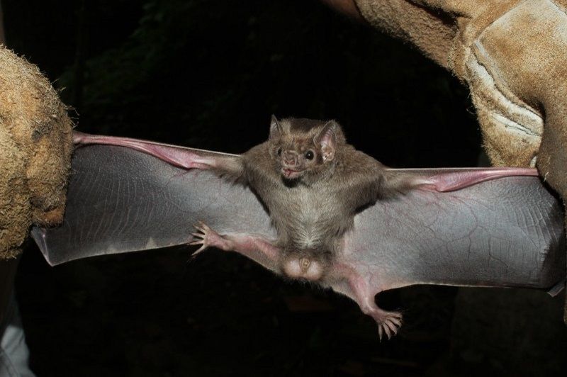 Oito ataques de morcegos-vampiros foram identificados no mês de julho (Foto: André Witt/ Secretaria de Agricultura do Rio Grande do Sul)