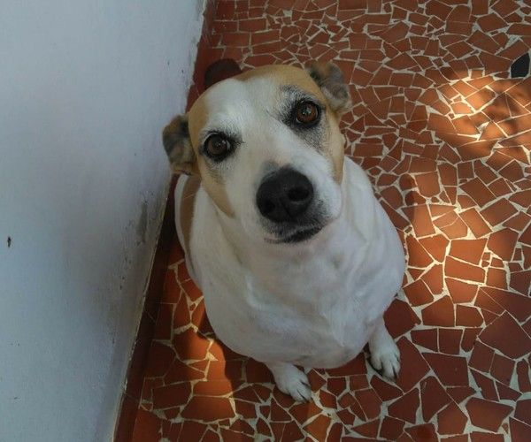 Nina foi resgatada das ruas há três anos (Foto: Arquivo Pessoal)