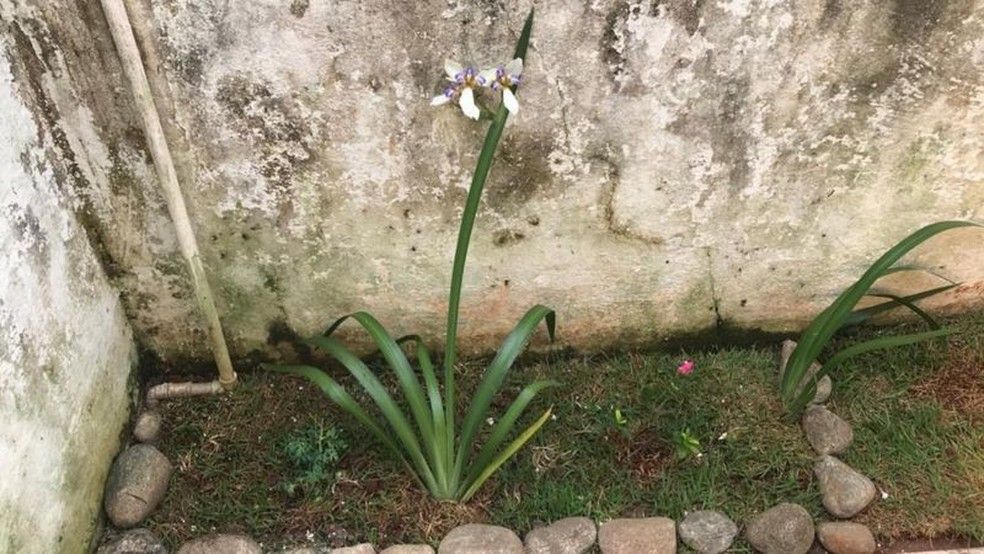 Ossada de mulher foi encontrada em jardim de casa em Ubatuba (Foto: Arquivo Pessoal)
