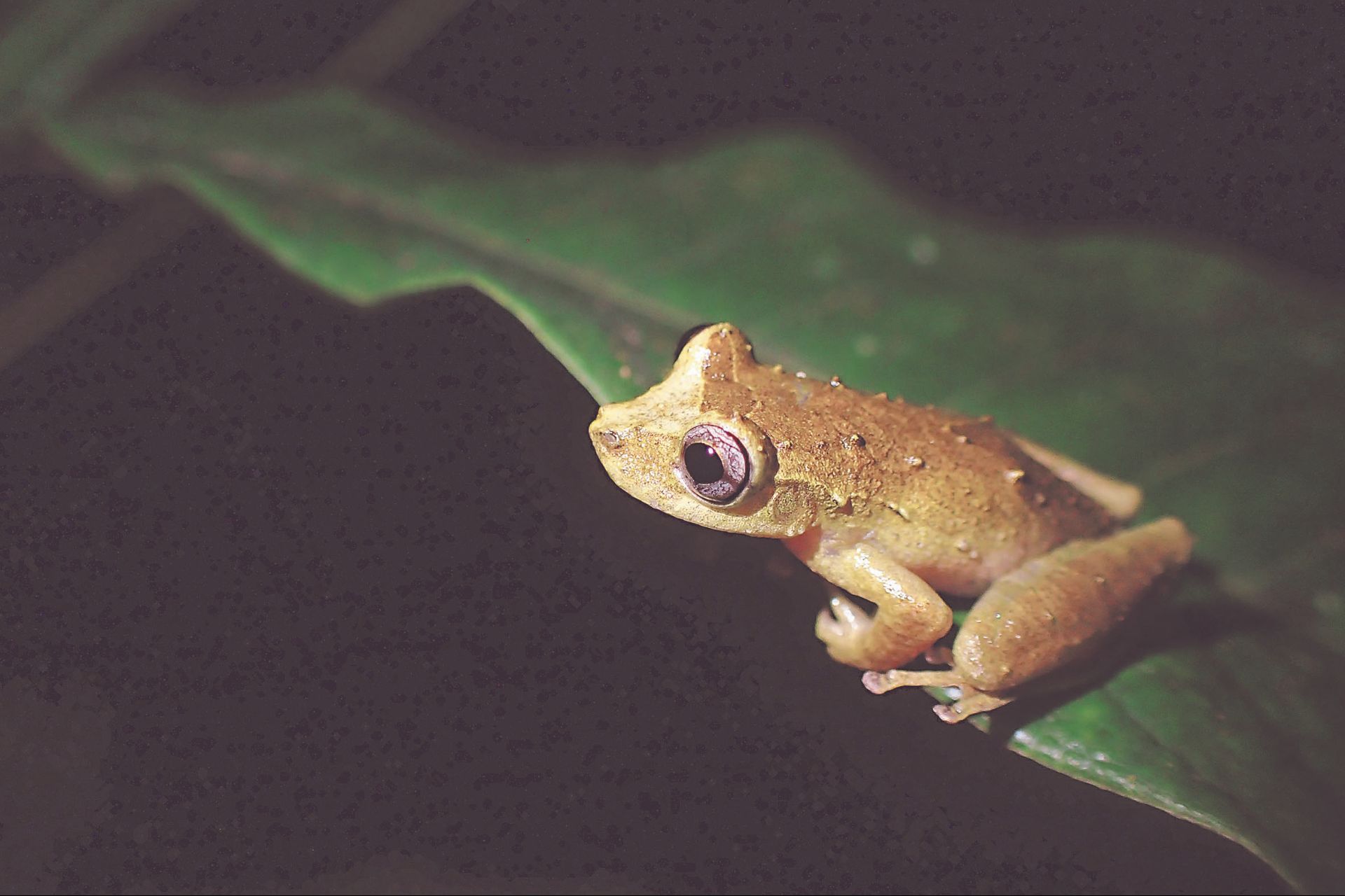 perereca-Pixinguinha: machos medem até 2,8 cm e fêmeas, até 3,8 cm (Foto: INMA/Divulgação)