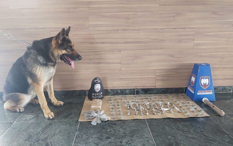 Com a ajuda da cadela farejadora Jade, os policiais do 7º Batalhão encontraram os entorpecentes (Foto: Divulgação/ PMES)